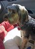 SO excited! I think I have a new baby...send good thoughts!!!-roxie-car2.jpg