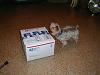 You gotta get this!!!-tibbe-examines-cld-9-ship-box.jpg