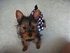 Does my yorkie look pure breed ?-3.jpg