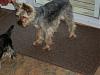 Tall and skinny Yorkie-jersey-long-legs-2.jpg