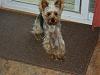 Tall and skinny Yorkie-jersey-long-legs-3.jpg