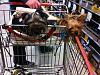 Yorkie Sighting!!-2.jpg