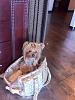 Yorkie Sighting!!-4.jpg