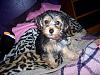 My Yorkie-Poo Baby-101_0768.jpg