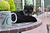 Application for Membership--YT TEAPOT Club-dsc_1538.jpg