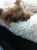 looking for a car seat for my yorkie-carseat.jpg