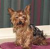 Yorkies Are Not Trash-ella4-1-.jpg