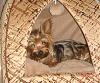 Yorkies Are Not Trash-ella15-1-.jpg