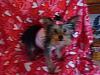 Application for Membership--YT TEAPOT Club-sassy-vd-001.jpg
