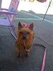 Does anyone know of a missing yorkie in Pacoima?-tiny-yorkie.jpg