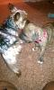 New pup is home-imag0913.jpg