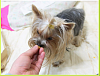 Yorkshire Terrier Pics I'm about to buy - what do you think?-iqyorkiecom-internationalqualityyorkiemaltesepuppies_1305341836494.png-image-capt_noonie-ph.png