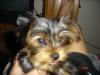 What's your favorite part about owning a yorkie?-dsc00675.jpg