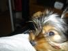 What's your favorite part about owning a yorkie?-dsc00680.jpg