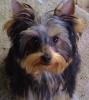 What's your favorite part about owning a yorkie?-kids-001-3-.jpg