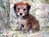 New Morkie pup-lucy1.jpg