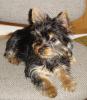 What's your favorite part about owning a yorkie?-20060117-10-tiger-chair.jpg