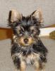 What's your favorite part about owning a yorkie?-20060117-13-tiger-chair.jpg