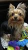 Do Yorkies really smile? lol-resized-3.jpg