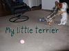 Application for Membership--YT TEAPOT Club-my-little-terrier.jpg