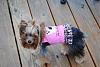 Zhoie's- Yorkie Harness Vest-dsc_0111-640x428-.jpg