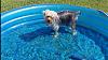 Lets see the wet yorkie pictures-max-pool.jpg