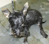 Lets see the wet yorkie pictures-haircut2.gif