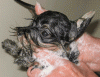 Lets see the wet yorkie pictures-haircut3b.gif