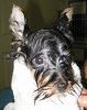 Lets see the wet yorkie pictures-haircut4.gif