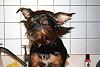 Lets see the wet yorkie pictures-25392_1350785923389_1043580355_1041680_7482788_n.jpg