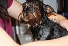 Lets see the wet yorkie pictures-25392_1350786043392_1043580355_1041683_1628942_n.jpg
