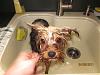 Lets see the wet yorkie pictures-wet-trixie-2.jpg