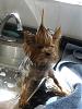 Lets see the wet yorkie pictures-mohawk.jpg