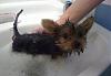 Lets see the wet yorkie pictures-wet-millie-2.jpg