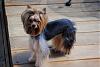 yorkie cuts-dsc_0036-640x428-.jpg