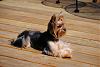 yorkie cuts-dsc_0034-640x428-.jpg