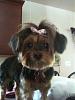 Another "Is this a Yorkie" post-lucy2photo.jpg