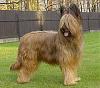 OK- then is THIS a Yorkie?-giant-yorkie.jpg