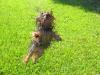 anyone got yorkie's with high jumping abilities?-img_0815.jpg