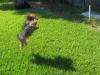 anyone got yorkie's with high jumping abilities?-img_0807-sm.jpg