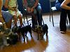 Basil and Caper todayt at Puppy Kindergarten-pk2.jpg