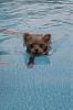 Swimming?-p1010294.jpg