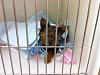 Emee is being spayed today-img953201.jpg
