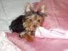 Absolute favorite pictures-bella-biting-my-satin-pillow-case-400-x-300-.jpg