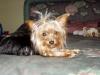 Absolute favorite pictures-louie-laying-bed-cutest-400-x-300-.jpg