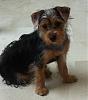 abby: my loved enlongated yorkie-photo.jpg