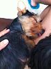 abby: my loved enlongated yorkie-img_0185.jpg