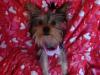 Sassy is being spayed today-sassy-vd-002.jpg