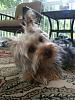 I now own a "Craigslist" Yorkie- Yikes!-snook.jpg