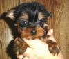 predicting muzzle length???-foxy_8_10_04_boy2_6wks2web1.jpg